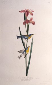 Blauw Geelrugzanger. Uit The Birds of America, 1827-1838 door John James Audubon