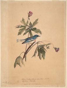  door John James Audubon