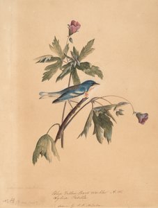 Blauw Gele Rugzanger, 1812 door John James Audubon