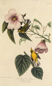 Blauwgevleugelde gele zanger. Uit The Birds of America