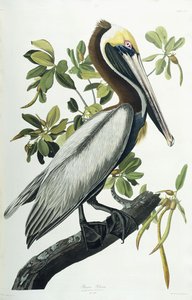 Bruine Pelikaan, 1835