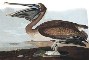 Bruine Pelikaan, Pelecanus Fuscus, uit "De Vogels van Amerika" door John J. Audubon, pub. 1827-38