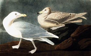 Burgemeester Meeuw, Larus Glaucus, uit "De Vogels van Amerika" door John J. Audubon, pub. 1827-38 door John James Audubon