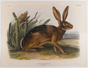 Californische haas, 1847 door John James Audubon