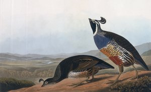 Californische patrijs, uit 