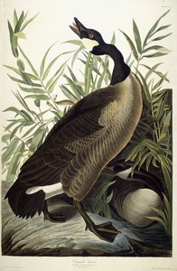 Canadese Gans, c.1827-1838 door John James Audubon