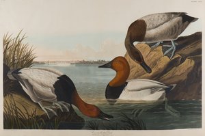 Canvasrug Eend, 1836