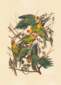  door John James Audubon