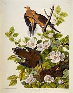 Carolina Tortelduif. Treurduif door John James Audubon