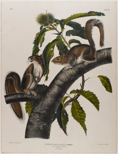 Carolina grijze eekhoorn door John James Audubon