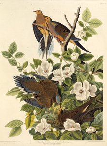 Carolina duif of Carolina tortelduif. Uit The Birds of America, 1827-1838 door John James Audubon