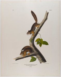 Columbiaanse eekhoorn