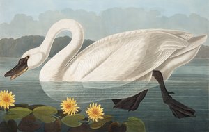 Gewone Amerikaanse Zwaan, Cygnus Americanus, uit "The Birds of America" door John J. Audubon, pub. 1827-38