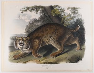 Gewone Amerikaanse wilde kat