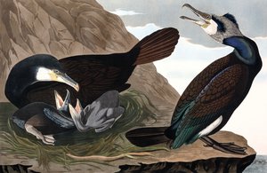 Aalscholver, Phalacrocorax Carbo, uit 