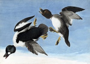 Grote Zaagbek, uit "De Vogels van Amerika" door John J. Audubon, pub. 1827-38 door John James Audubon