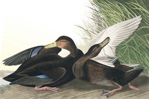 Donkere Eend, Anas Obscura, uit "The Birds of America" door John J. Audubon, pub. 1827-38 door John James Audubon