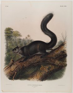 Donkere eekhoorn door John James Audubon