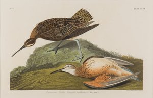 Eskimo Wulp, 1834 door John James Audubon