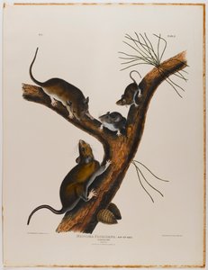 Florida rat door John James Audubon