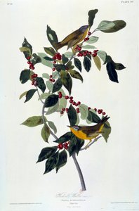 Bloemen en Vogels Zijdeschildering door John James Audubon