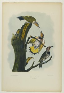 Goudvleugel Specht, gedrukt door Julien Bien en uitgegeven door Roe Lockwood & Son, 1861 door John James Audubon