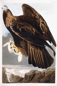 Steenarend, 1833 door John James Audubon