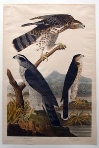  door John James Audubon
