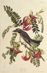 Grijze Tyran. Uit The Birds of America, 1827-1838