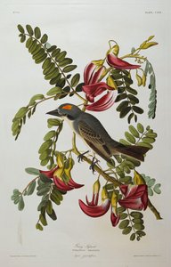 Grijze Tyran. Grijze Koningsvogel