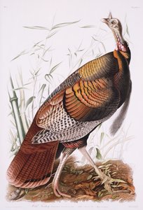 Grote Amerikaanse haan, of wilde kalkoen