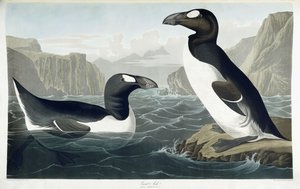 Grote alk, 1836