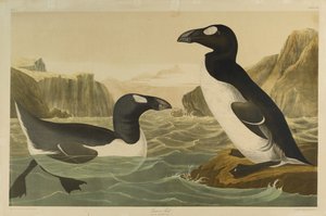 Grote Alk, gedrukt door Julien Bien en uitgegeven door Roe Lockwood & Son, 1861 door John James Audubon
