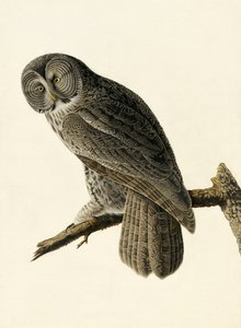 Grote grijze uil, Strix Nebulosa, uit "The Birds of America" door John J. Audubon, uitgegeven 1827-38 door John James Audubon