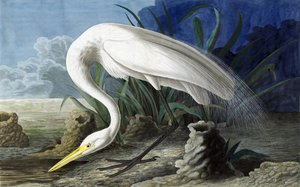 Grote Zilverreiger, Casmerodius Albus, uit "The Birds of America" door John J. Audubon, pub. 1827-38