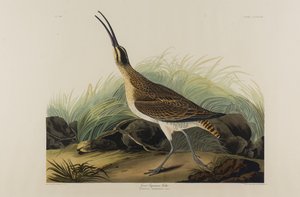 Grote Eskimo Wulp, 1835 door John James Audubon