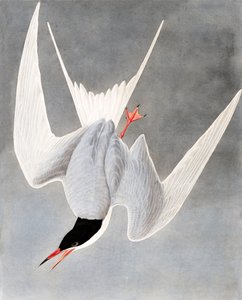 Grote Stern, Sterna Hirundo, uit "The Birds of America" door John J. Audubon, pub. 1827-38
