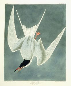 Grote Stern, Mannetje, Voorjaarskleed, 1836 door John James Audubon