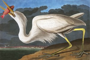 Grote Witte Reiger, Ardea Occidentalis, uit "The Birds of America" door John J. Audubon, pub. 1827-38 door John James Audubon