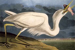 Grote Witte Reiger, uit 