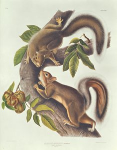Haas Eekhoorn (Sciurus Leoporinus) door John James Audubon