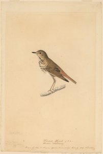 Hermitlijster door John James Audubon