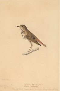 Hermit Thrush, 1820 door John James Audubon