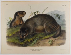 Grijze marmot door John James Audubon
