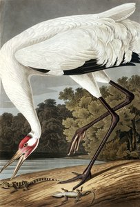 Hooping Kraanvogel, Grus Americana, uit 