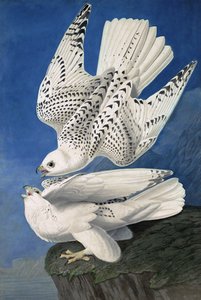 Jer of IJslandse Valk, Falco Islandicus, uit 