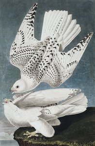 Jer of IJslandse Valk, Falco Islandicus, uit "The Birds of America" door John J. Audubon, pub. 1827-38 door John James Audubon