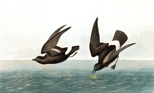 Kleine Stormvogel, Thalassidroma Pelagica, uit "The Birds of America" door John J. Audubon, pub. 1827-38 door John James Audubon