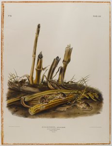 Kleine oogstmuis door John James Audubon