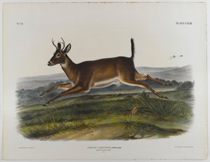 Langstaart hert, 1847